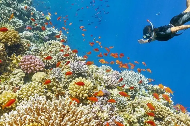 A snorkeler above a reef full of fish