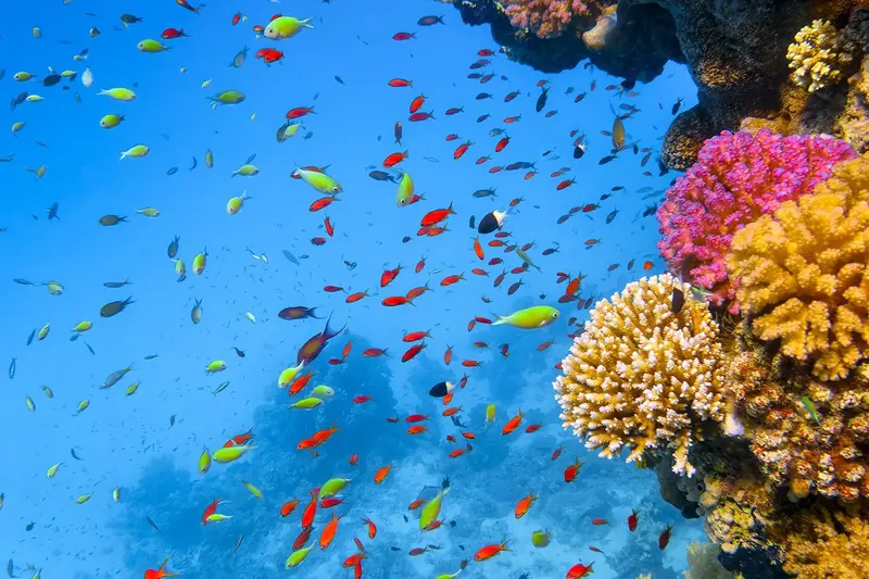 Coral and shoals of fish in the Red Sea